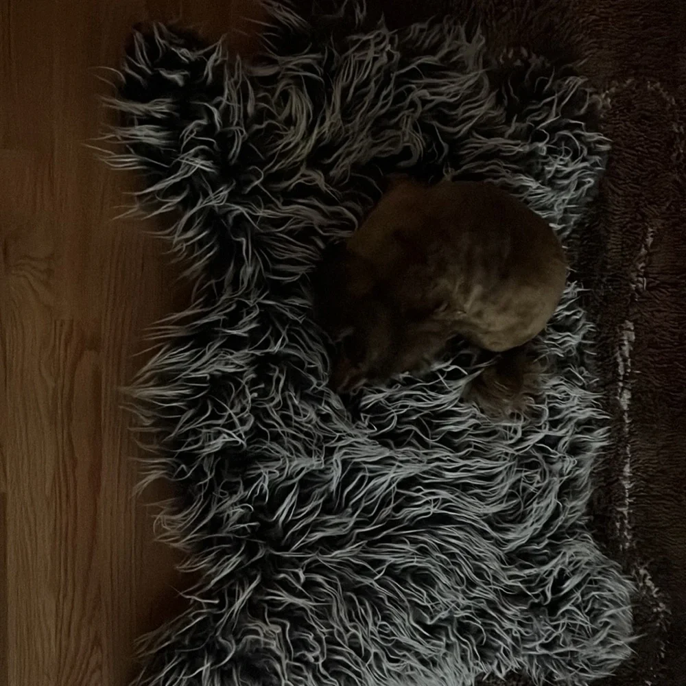 Pet bed